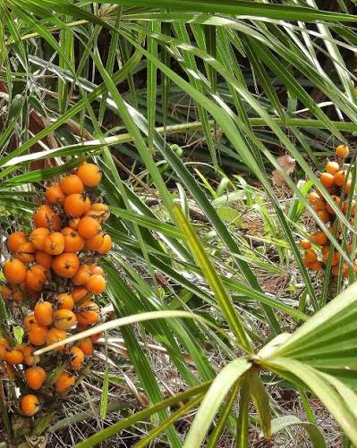 Saw Palmetto Nutrafrik : Chute & Prostate